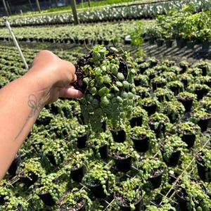 May include: A close-up of a String of Turtles plant in a black pot, held in front of a greenhouse filled with similar plants. The plant has small, round, green leaves and trailing stems. The background shows rows of potted plants.
