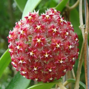 May include: Close-up of a Hoya flower cluster. The spherical bloom is composed of many small, star-shaped flowers in shades of red and white. The flower cluster is surrounded by green leaves and stems.