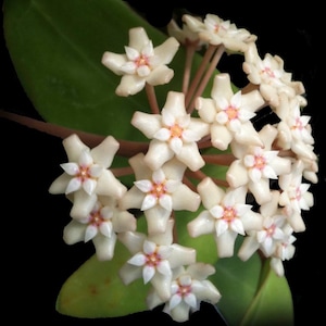May include: A cluster of star-shaped Hoya flowers with creamy white petals and a soft pink center, attached to thin reddish stems. The inflorescence is surrounded by smooth, dark green, oval-shaped leaves against a solid black background.