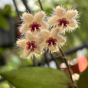 Hoya Caudata Gold - Etsy