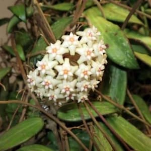 May include: Close-up of a Hoya plant with a cluster of star-shaped, off-white flowers with orange centers. The plant has long, green leaves and brown stems. The text "Vermont Hoyas" is visible in the bottom right corner.