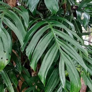 May include: A lush Monstera pinnatipartita plant featuring large, deep green, glossy leaves with distinct pinnate lobes and natural fenestrations. The foliage displays a vibrant, healthy texture with elongated segments radiating from a central vein.