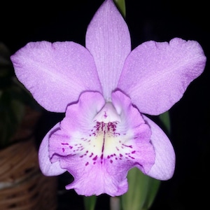 May include: A close-up of a lavender orchid flower with a complex petal structure. The flower has a white and yellow center with purple spots and markings. The background is dark, highlighting the flower's delicate details.