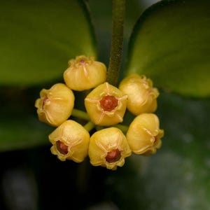 May include: Close-up of a cluster of small, yellow flowers with red centers. The flowers are arranged in a circular pattern, with green leaves in the background. The image highlights the delicate details of the plant's blooms.