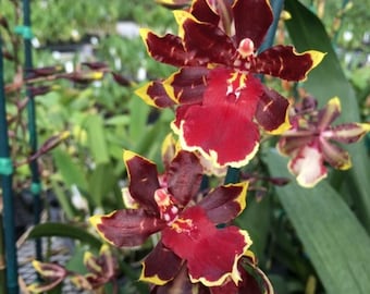Oncostele Wildcat ‘Golden Red Star’ - Orchid