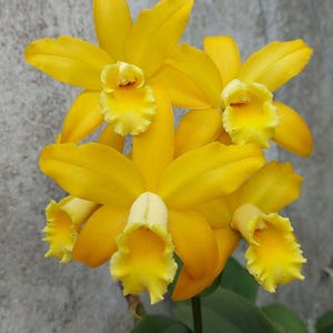 May include: Close-up of vibrant yellow Cattleya orchids in full bloom. The flowers have ruffled edges and a contrasting white and yellow center. The image includes the text "Rth.Golden Chieftian Petcharatana Orchids".