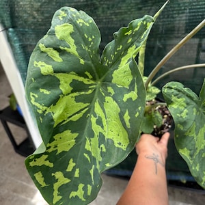 May include: Close-up of a large, variegated plant leaf. The leaf is primarily dark green with irregular patches of bright lime green. The leaf's shape is broad and heart-like, with prominent veins. The plant is in a black pot.