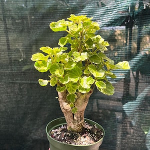 snow rose bonsai Flowering Serissa Snow Rose Bonsai Tree main image 1