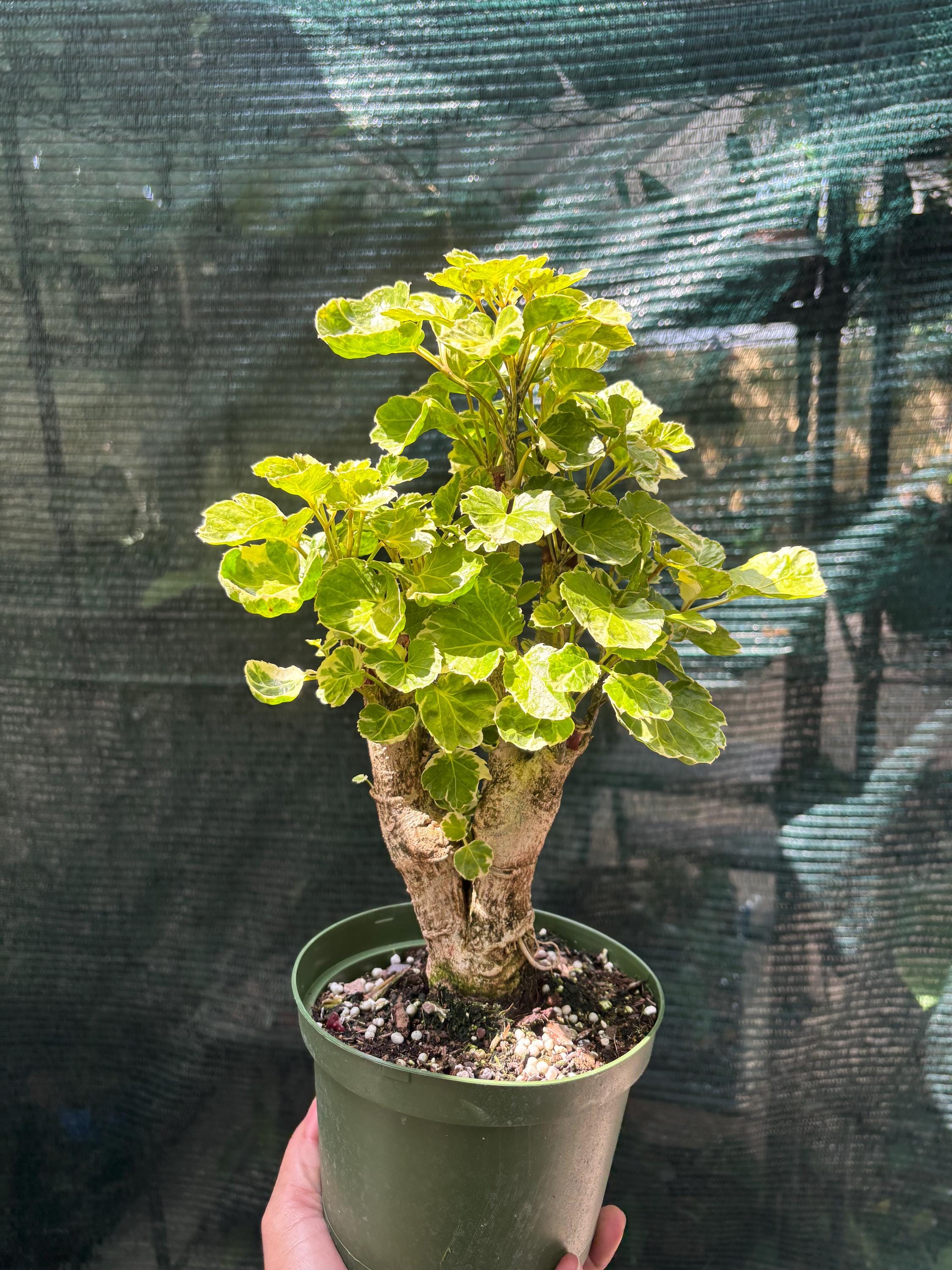 Variegated Balfour Aralia Bonsai | Polyscias Scutellaria Tropical