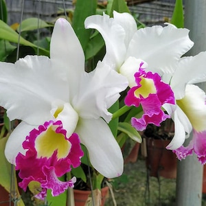 Rlc. Blanche Aisaka Suki - Orchid