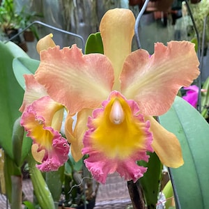 May include: Close-up of a Cattleya orchid flower with peach and yellow petals. The flower has a ruffled edge of pink and yellow. Green leaves are in the background.