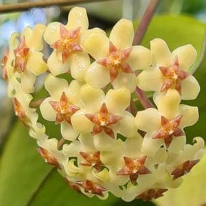 philodendron bifurcatum Platycerium Bifurcatum Popcorn