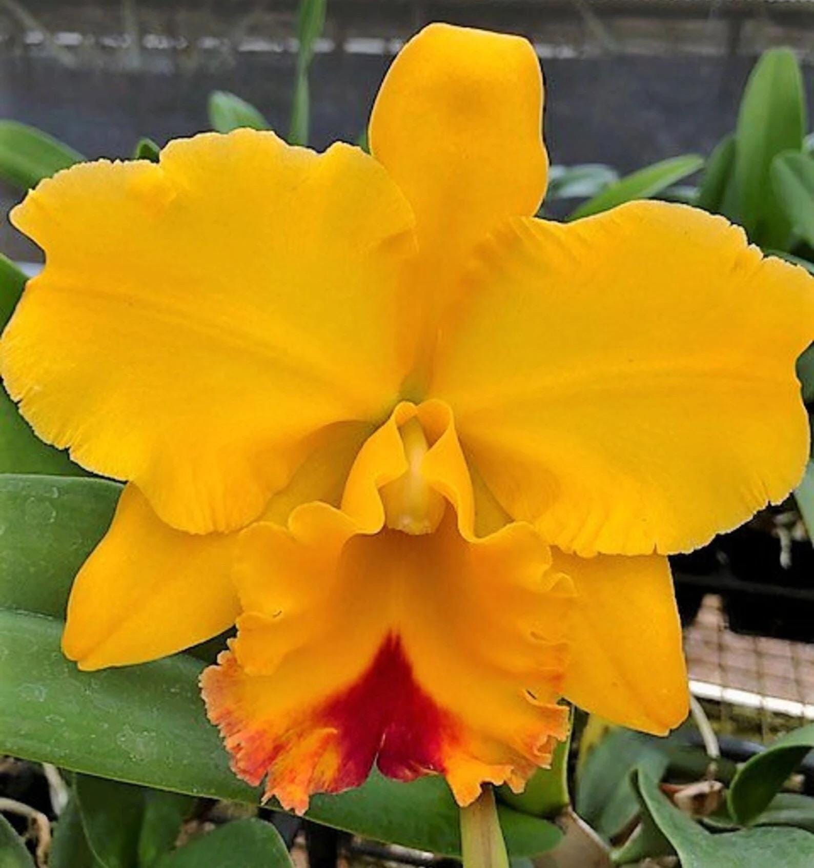 Rlc Yasuji Takasaki Hawaii - Young Orchid | 2.5 Inch Pot - Etsy
