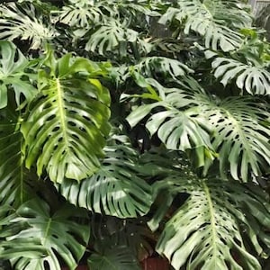 Monstera Deliciosa | 8-inch Pot