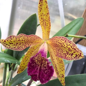 May include: A set of three ceramic mugs with a speckled, matte finish. The mugs are in shades of cream, light gray, and dark gray. Each mug has a simple, minimalist design, perfect for coffee or tea.