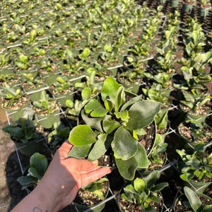 May include: A small potted Platycerium bifurcatum, commonly known as a staghorn fern, featuring thick, velvety, dark green fronds with rounded edges, held in a plastic nursery pot filled with dark soil, surrounded by many identical plants.