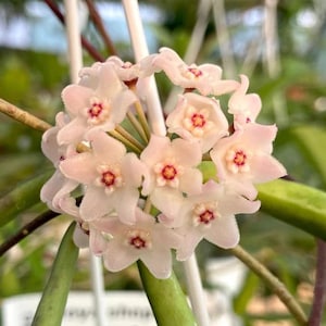 May include: Close-up of a cluster of delicate, star-shaped flowers. The petals are a soft pink with a touch of white, and each flower has a deep red center. Green stems and leaves provide a natural backdrop.