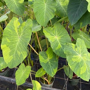 May include: A variegated Colocasia plant featuring large, heart-shaped leaves with a mix of deep green and bright lime-green patterns. The plant has long, slender stems and is potted in a black container, displayed on a wire grid shelf.