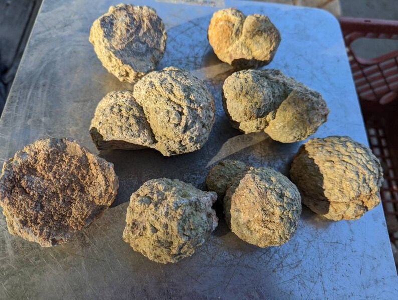 5lb. Variety Thunder Eggs Smalls for Trim Saw 13 Etsy