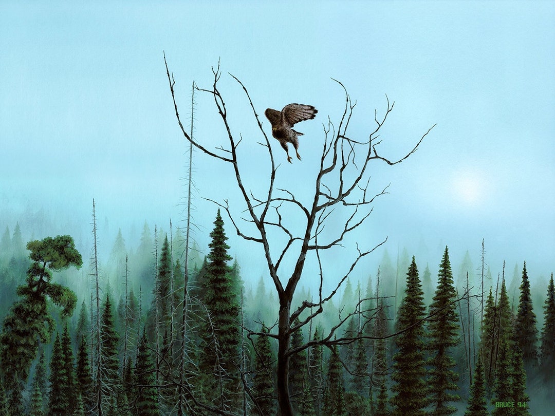 red-tail-hawk-birds-flight-forest-mist-giclee-fine-art-print-etsy