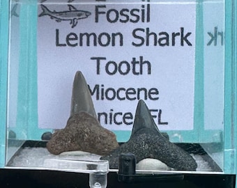 Florida Fossil Shark Teeth | Lemon Shark Fossil Specimens in Perky Box | Fossil Display, Decor & Gift for Shark Lover or Fossil Collector