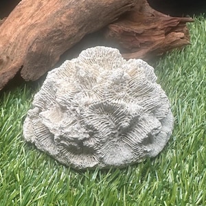 May include: A detailed, off-white coral specimen with a textured surface, resting on artificial green grass. A piece of driftwood is in the background. The coral has a rounded shape with intricate patterns.