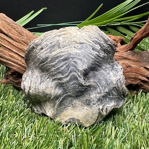 Fossilized Oyster Shell | Marine Fossil Specimen | Coastal Beach Decor | Ocean Nautical Display | Natural Oyster Fossil Gift