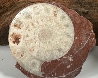 Permian Ammonite Fossil Slice  | Real Fossil Specimens & Fossil Display | Whole Ammonite Fossil Gift and Fossil Decor from Indonesia