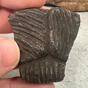 Fossil Turtle Shell from Suwannee River Florida | Ice Age Turtle Fossil | Natural River Polished | Florida Fossil