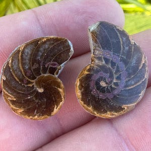 May include: Two fossilized nautilus shells. The shells display a spiral pattern with brown and purple hues. The shells are held in a hand, showcasing their size and detail. The nautilus shells are a natural, decorative item.