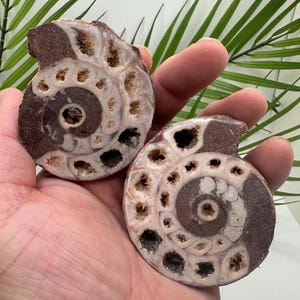 Ammonite Display Fossil | Real Permian Ammonite Fossil Specimen | Unique Fossil Gifts for Him or Her | Natural Fossil Home Decor