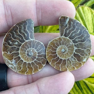 May include: Two halves of a fossilized ammonite shell, showcasing intricate spiral patterns and a range of brown hues. The fossil's detailed chambers and natural textures are visible, offering a glimpse into prehistoric marine life.