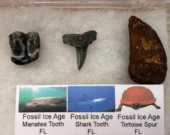 Florida Ice Age Fossil Set | Real Fossil Specimens | Manatee Tooth, Shark Tooth & Tortoise Spur Fossils | Fossil Display, Decor, and Gifts
