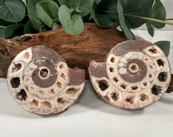 Ammonite Display Fossil | Real Permian Ammonite Fossil Specimen | Unique Fossil Gifts for Him or Her | Natural Fossil Home Decor