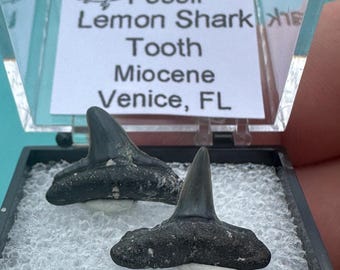 Shark Tooth Fossils | Lemon Shark Teeth from Venice Florida | Real Fossil Specimen Pair | Coastal Fossil Display, Home Decor & Gifts