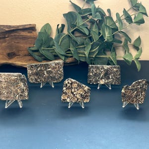 Turritella Agate Fossil Specimen | Real Snail Shell Fossil Specimens | Fossil Stone, Rocks and Minerals | Fossil Display, Gifts & Home Decor