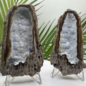 Blue & White, Agatized Coral Fossil Geode Pair from Florida