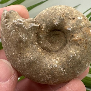 Whole Ammonite Fossil Stone from Africa | Marine Fossils & Cephalopod Fossil Specimens | Unique Shell Fossil Gifts and Real Fossil Decor