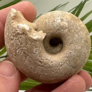 Whole Ammonite Fossil from Nigeria | Ammonite Display & Fossil Home Decor | Fossil Rocks and Sea Treasure | Real Fossil Stone