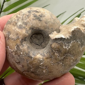 Whole Ammonite Fossils for Sale | Real Fossil Specimens | Fossil Rocks & Shell Fossil | Ammonite Display for Fossil Decor | Fossil Gifts