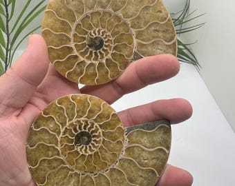 Real Yellow Ammonite Fossil Pair | Authentic Fossil Specimen from Madagascar | Nautilus Spiral Fossil Display | Polished Fossil Stone