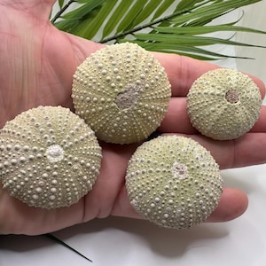 May include: Four beige sea urchins with a spiky texture. The sea urchins are arranged in a row on a hand.