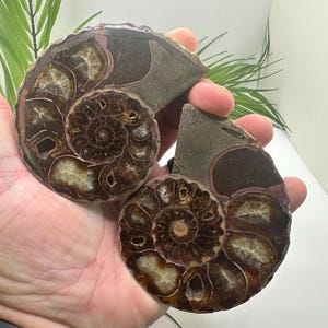 Ammonite Fossil Pair with Calcite | Whole Moroccan Fossils Specimen | Ammonite Display, Fossil Gifts & Fossil Home Decor for Him or Her