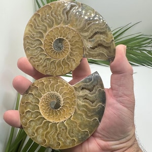 Yellow Polished Ammonite Pair from Madagascar | Real Fossil Specimens and Fossil Decor | Shell Fossil Gifts & Polished Fossil Rocks