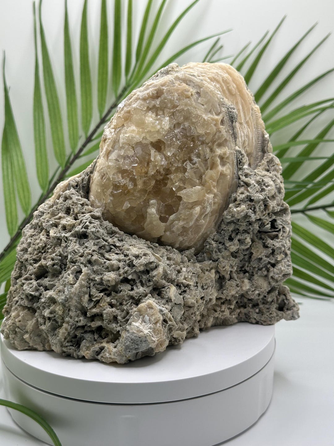 Fossil Clam Shell With Yellow Calcite Crystals | UV Reactive Florida ...