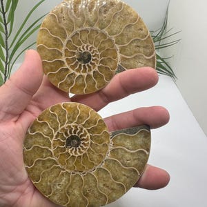 Yellow Ammonite Fossil Pair from Madagascar | Polished Ammonite Fossil Specimens & Fossil Rocks | Fossil Gift and Shell Fossil Decor