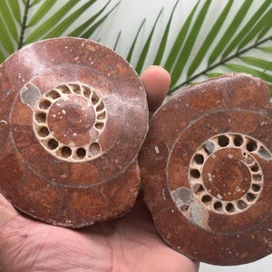Permian Ammonite Pair from Indonesia | Real Fossil Specimens & Fossil Decor | Shell Fossil Gifts and Whole Ammonite Display