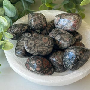 Fossil Stone Tumbled Crystals – Ancient Ocean Energy | Ammonite & Goniatite Fossils | Cretaceous Era | Gift for Him or Her
