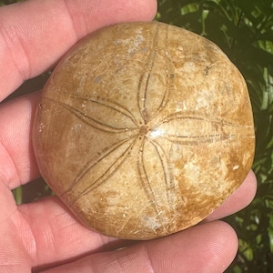Sand Dollar Fossil from Madagascar