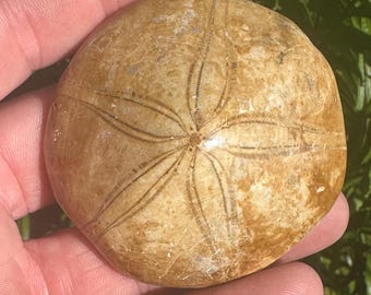 Sand Dollar Fossil from Madagascar